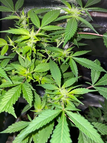 BETTERDAYZBUDZ — flower, day 14