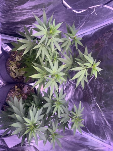 2nd grow — flower, day 90