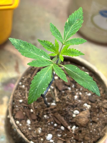First ever grow — vegetative, day 23