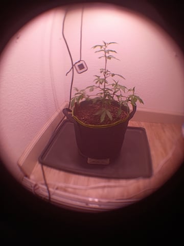 FKAFL — vegetative, day 11