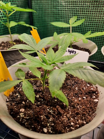 missing pieces — vegetative, day 23