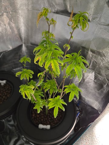 1st Grow — flower, day 93