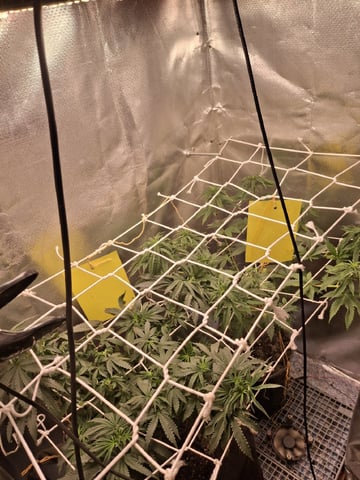 1st Grow - ROYAL MOBY (indoor)(photop.) — vegetative, day 90