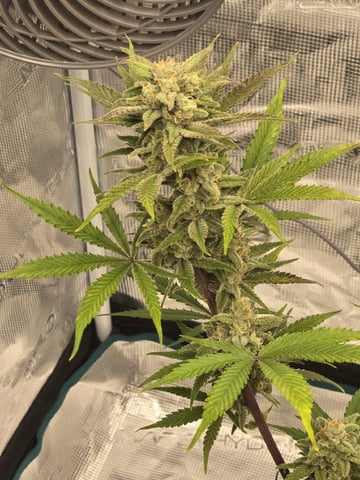 GDP auto 3X5 tent — flower, day 110