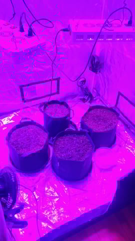 run #2 — germination, day 1