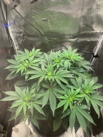 Blackberry Moonrocks (First Grow) — vegetative, day 14