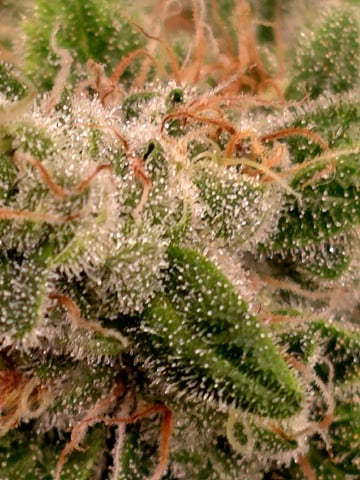 Dirty Bird - Thousand Island Fem & Platinum Kush Breath Remix x Grape Cakehead Fem Photo  — flower, day 118