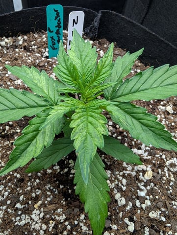 first grow - autoflower — vegetative, day 34