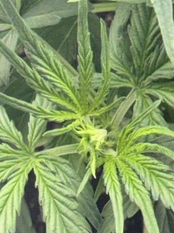 Indoor — vegetative, day 30
