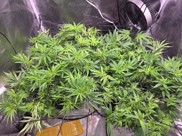 Blue Dream Feminized  — flower, day 102