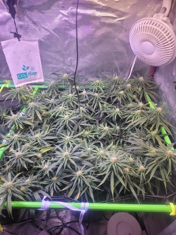 6th Grow