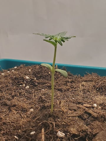 Plant 10A — seedling_rooting, day 2
