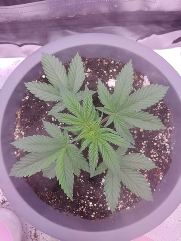 First grow in first set up — vegetative, day 37