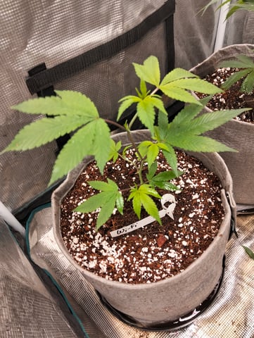 Nana's x BBC  — seedling_rooting, day 4