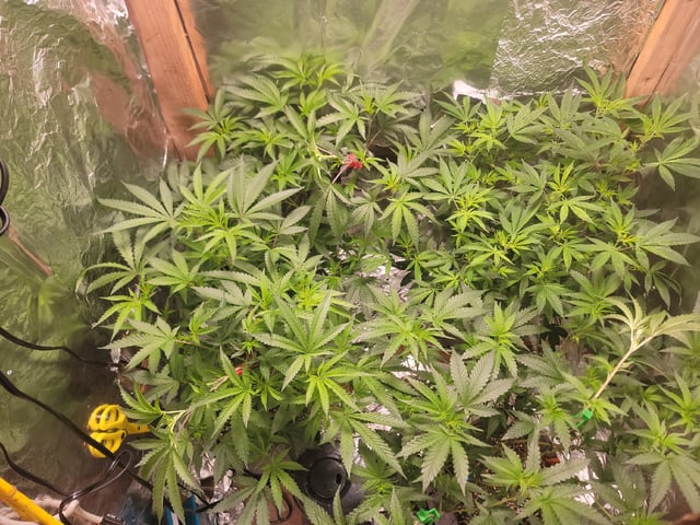 Ghetto Growing — flower, day 41