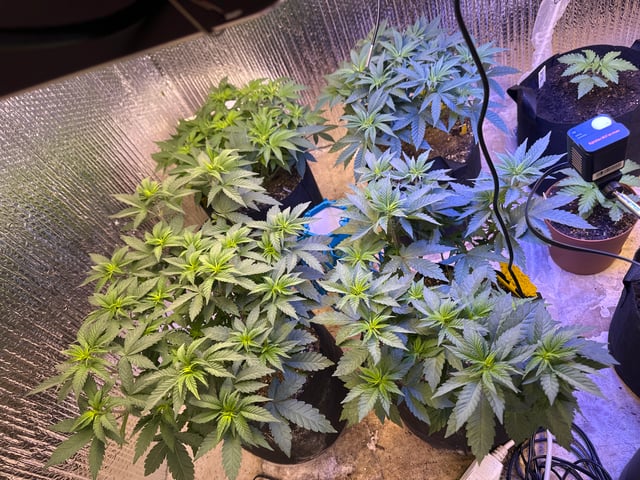 Gelly Mama and Sugar Tree — vegetative, day 78