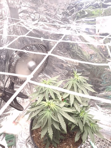 1st Grow - ROYAL MOBY (indoor)(photop.) — vegetative, day 52