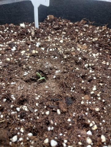 Round 2🥊 — seedling_rooting, day 8