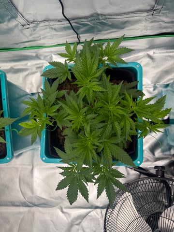  Hydro  1st run — vegetative, day 16