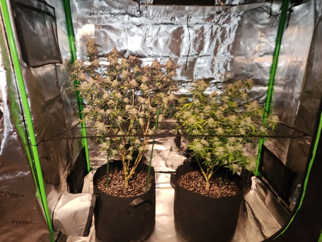 Fat Matt's 1st grow