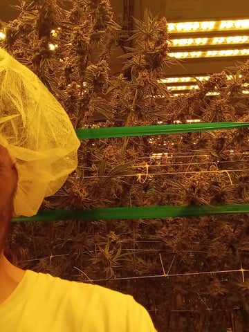 5 Autos — grow_setup, day 14
