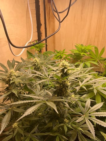 CMA  — flower, day 67