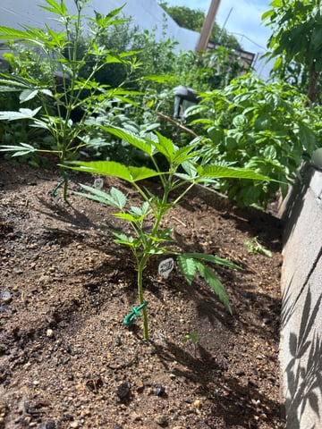 new seeds grow #2 — vegetative, day 42