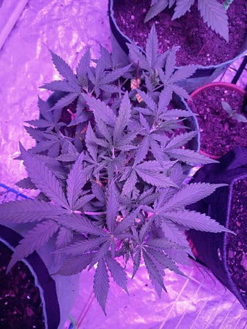 First autos  — vegetative, day 37