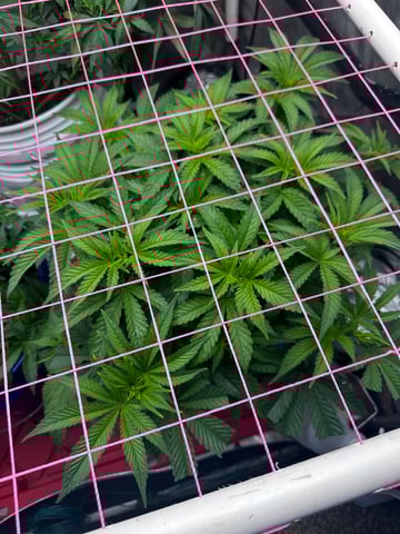 Grow#2 — vegetative, day 33