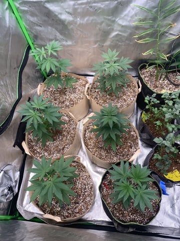 Papaya Frosting  — vegetative, day 38