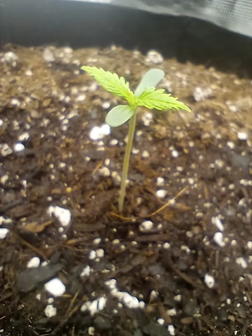 White Widow XXL Auto — vegetative, day 8