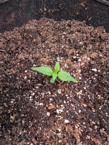 Boogie Brew Basic — vegetative, day 40