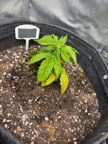 winter 25-26 — vegetative, day 16