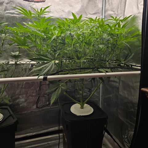 Spider-Farmer Hydro — flower, day 46