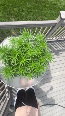 Wedding cake & Indoor Wedding Cake Clones — flower, day 12