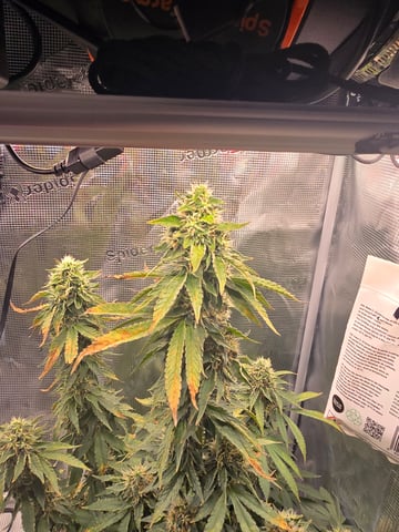 Northern lights #10 2nd plant (Selkies) — flower, day 85