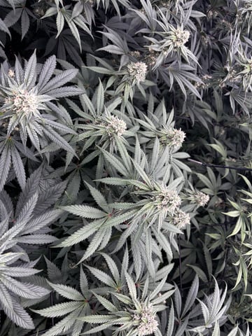 Pink Passion Fruit — flower, day 80