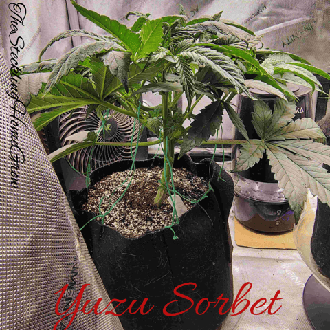 First run with Athena nutrients 3rd grow total — vegetative, day 34