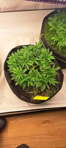 First Grow with the new setup  — vegetative, day 48