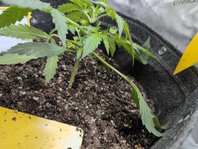 memphisto 3 bears OG, ethos high note r1 — vegetative, day 20