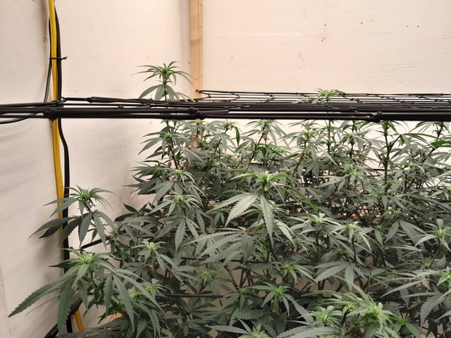 Round 2 — flower, day 28