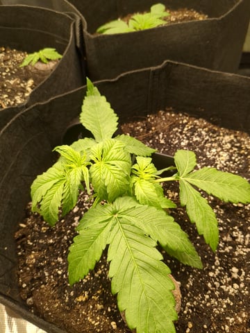 first grow — vegetative, day 12
