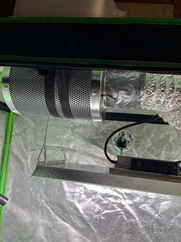 Lavender and Anesthesia Auto — vegetative, day 40