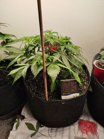 Beans For Days run — vegetative, day 31