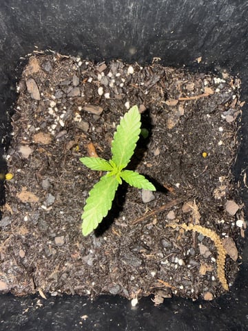 Random Seed — grow_setup, day 4