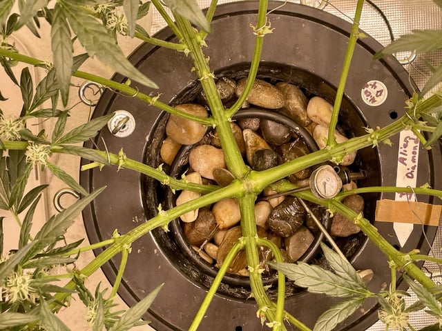 Autos and sour diesel! — flower, day 125
