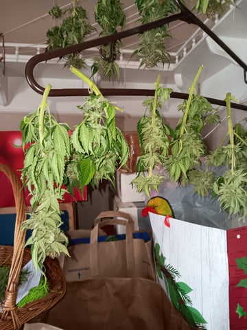 Indoor Closet Grow — harvest, day 169