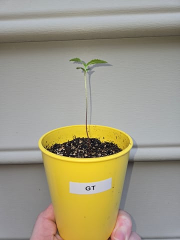 Outdoor Auto's (3rd Set) — seedling_rooting, day 1