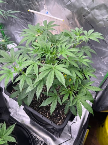 tropicana cookie purple  — vegetative, day 31