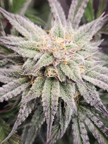 Rings of Saturn & Ghostboosters - Apollo Haze Artisanal Line — flower, day 71